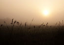 Morning Mist in May