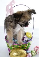 Pep11