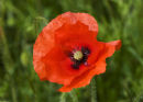 Poppies2