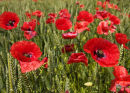 Poppies