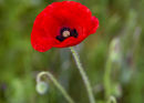 Poppies 3