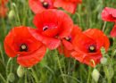 Poppies