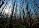 Woodland Sun