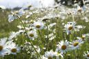 Daisies