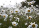 Meadow
