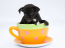 Puppies for Greetings Cards