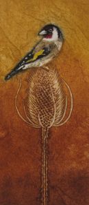 Thistle Finch