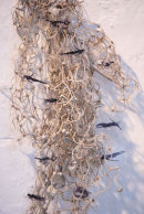 silver darlings, detail