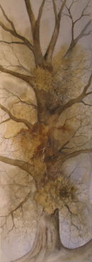 Quercus