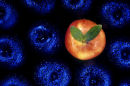 red on blue apples