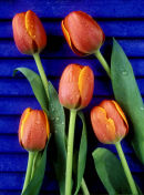 tulips