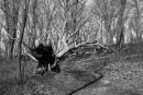 Felled