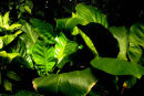Leaves