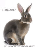 Pet Photography Ashford Kent