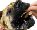 Pet Photography Ashford Kent