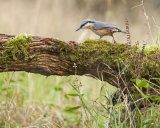 Leaping Squirrel