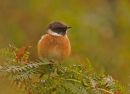 Stonechat