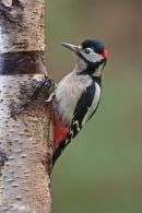 Male Greater Spotted Woodpecker