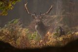 Fallow Buck During The Rut