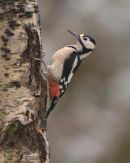 Greater Spotted Woodpecker 007