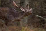 Rutting Fallow Buck