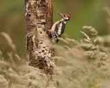 Young Greater Spotted Woodpecker