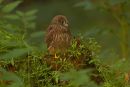 Young Kestrel 010