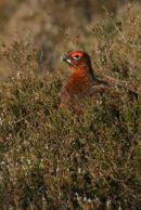 Red Grouse Cock 004