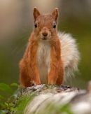 Red Squirrel