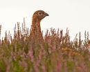 Red Grouse