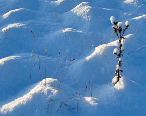 'Snow Detail' (G10)