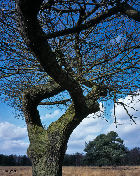 'Skipwith Tree'