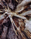 'Skipwith Root'