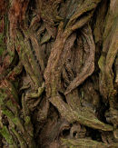 'Monstrous Bark'