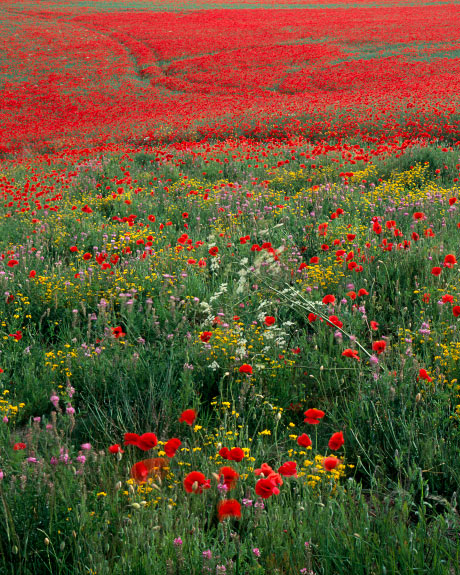 'Wild Flowers and Poppies'