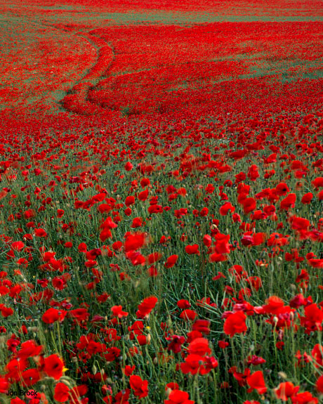 'Poppies in the Wolds'