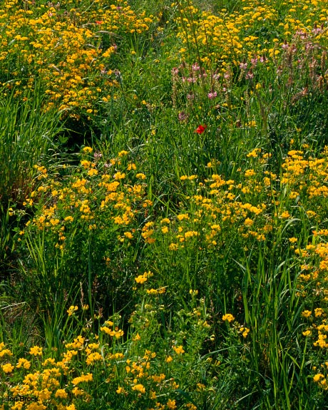 'Wild Flowers'