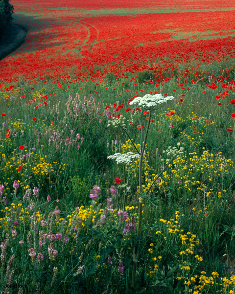 'Poppy Field'