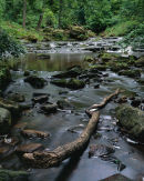 'Thomason Foss'