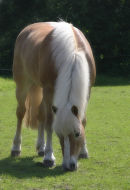 Fellway Fenella