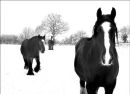 Horses in the Snow