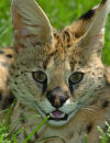 Big Cat