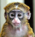 Cute Baby monkey 