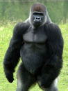 Gorilla stands tall