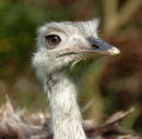 Rhea loose in Kent