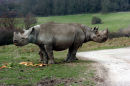 Two headed Rhino