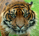 Tiger Tiger burning bright