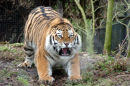 Disgruntled Tiger
