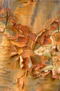 Tree texture