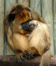 What a Howler and baby